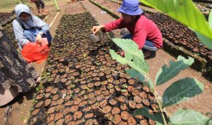 Dorong Masyarakat Bercocok Tanam untuk Tekan Inflasi