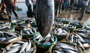 Ekspor Ikan Labuan Bajo Capai 4.086 Ton ke Malaysia dan Singapura