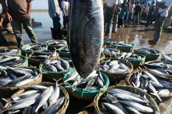 Ekspor Ikan Labuan Bajo Capai 4.086 Ton ke Malaysia dan Singapura
