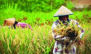 Investasi di Sektor Pangan dan Energi Hijau Lebih Menjanjikan