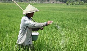 Kementerian Pertanian Sediakan Tambahan Anggaran untuk Pupuk Subsidi