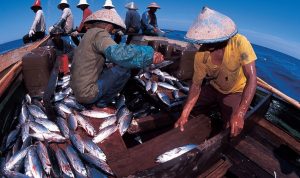 Menteri Kelautan dan Perikanan Dorong Adopsi Teknologi Budi Daya Tuna dari Turki