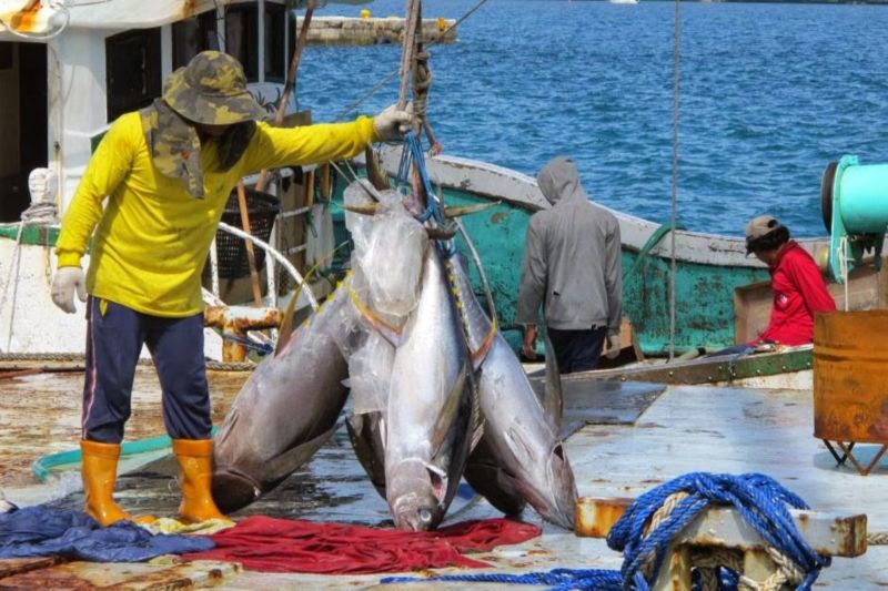 PT Perikanan Indonesia Catat Kinerja Positif Pasca-Merger BUMN Perikanan