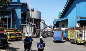 Pabrik Gula Rejoso Manis Indo Menurunkan Target Produksi Gula di Tengah Tantangan Cuaca