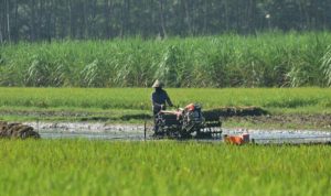 Pelaku Industri Pertanian Optimistis, Tahun 2024 Lebih Baik