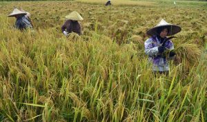 Produksi Padi di NTB Naik 6,46 Persen Menjadi 880,99 Ribu Ton