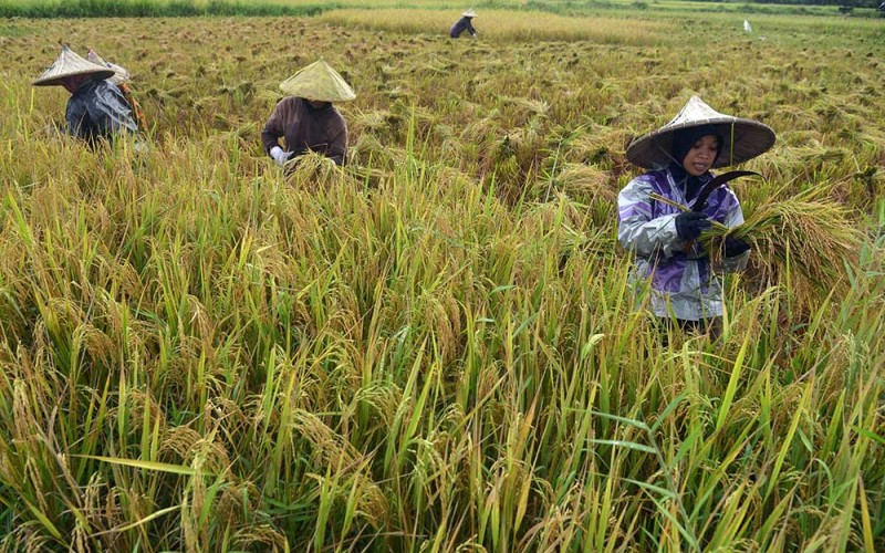 Produksi Padi di NTB Naik 6,46 Persen Menjadi 880,99 Ribu Ton