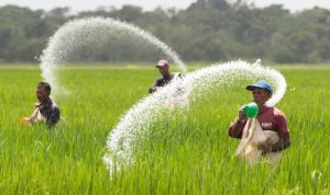 Pupuk Bersubsidi Timbulkan Kekhawatiran di Kalangan Petani