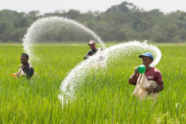 Pupuk Bersubsidi Timbulkan Kekhawatiran di Kalangan Petani