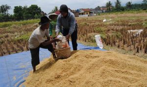 Wapres: Rencana Impor Beras 5 Juta Ton Bersifat Antisipatif
