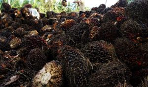 Apolin Proyeksikan Nilai Ekspor Produk Oleokimia Indonesia