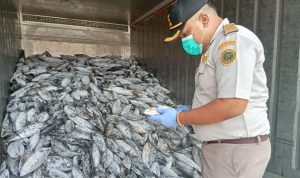 Balai Karantina Hewan, Ikan, dan Tumbuhan Malut Fasilitasi Pengiriman 17,3 Ton Tuna