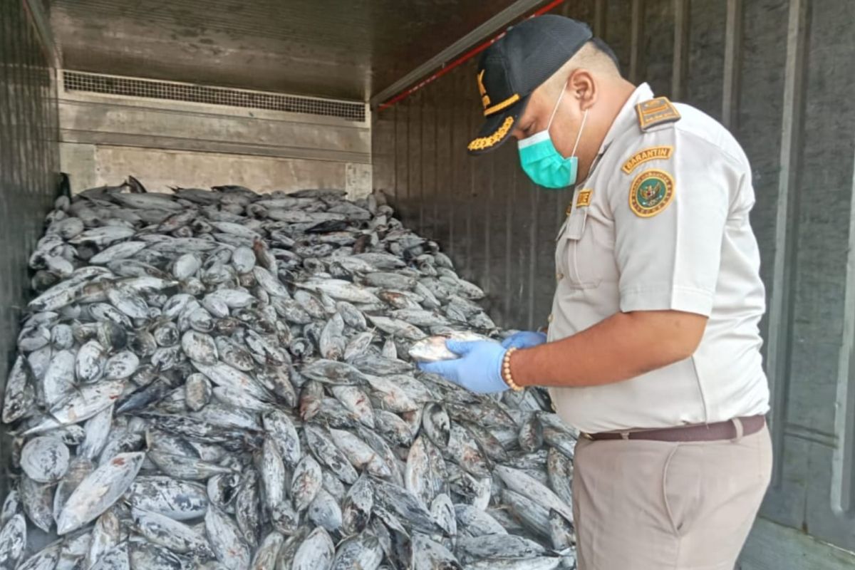 Balai Karantina Hewan, Ikan, dan Tumbuhan Malut Fasilitasi Pengiriman 17,3 Ton Tuna