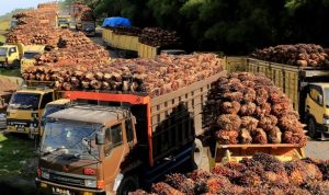 Harga Referensi CPO Naik 4,06 Persen, Kemendag Tetapkan Bea Keluar