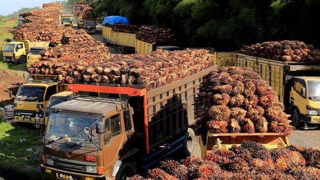 Harga Referensi CPO Naik 4,06 Persen, Kemendag Tetapkan Bea Keluar