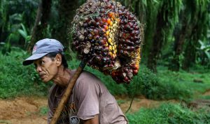 Hilirisasi Industri Kelapa Sawit Kunci Peningkatan Ekonomi Indonesia