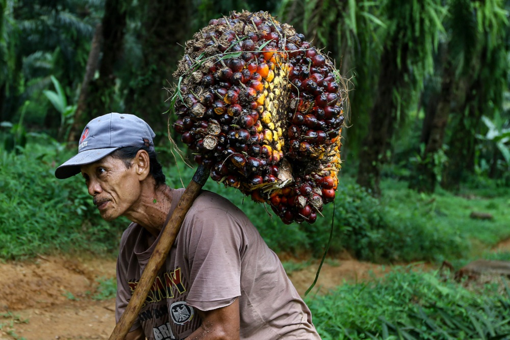 Hilirisasi Industri Kelapa Sawit Kunci Peningkatan Ekonomi Indonesia