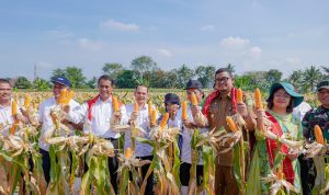 Mentan dan Wali Kota Medan Bobby Nasution saat panen 8 ton jagung di Kecamatan Medan Tuntungan. BP/erwan