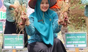 Ketua TP PKK Tapsel, Ny Rosalina Dolly Pasaribu saat Penen Perdana Bawang Merah di Desa Simaninggir Marancar, Rabu (7/2-24). Foto : BP/Ist