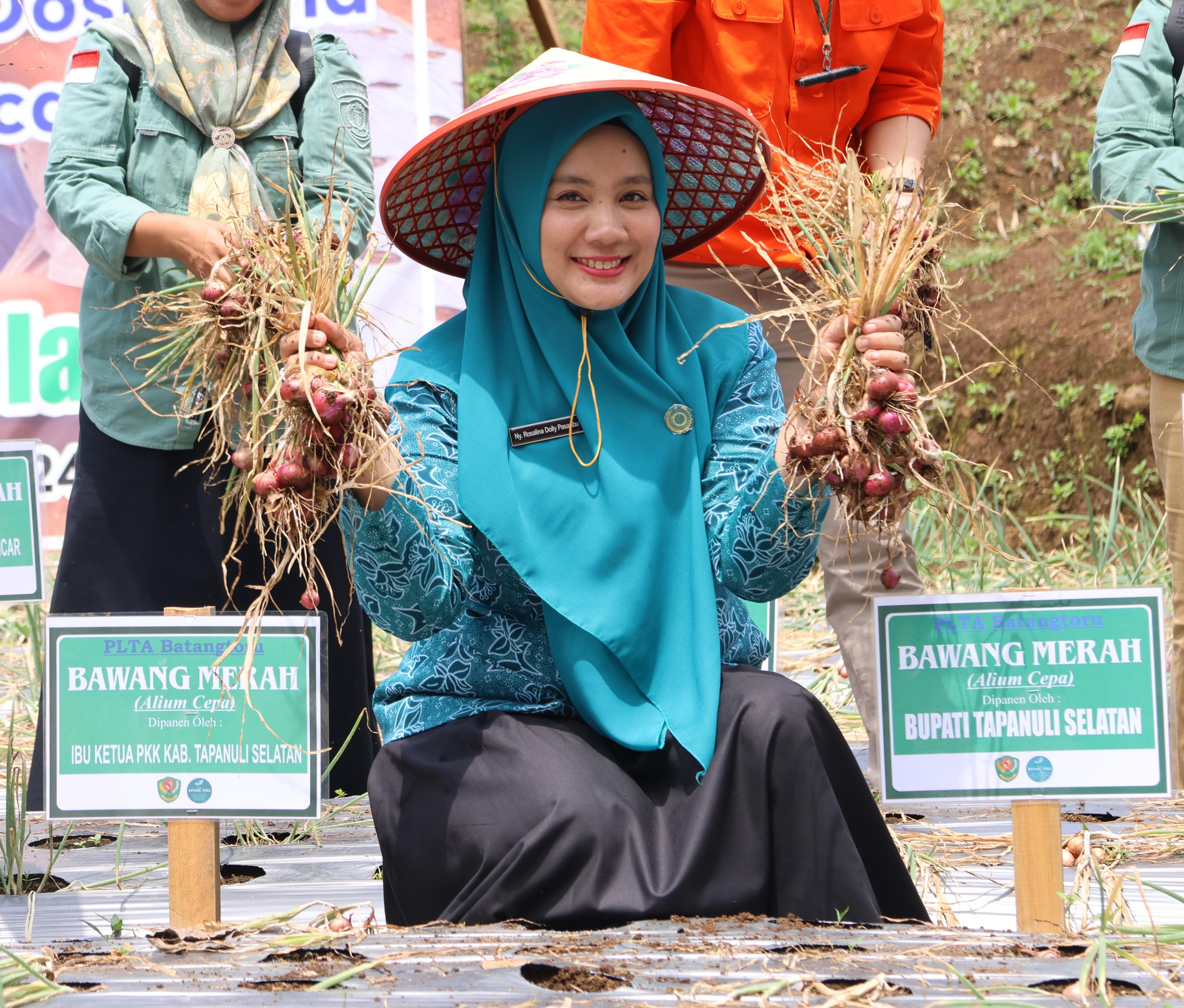 Ketua TP PKK Tapsel, Ny Rosalina Dolly Pasaribu saat Penen Perdana Bawang Merah di Desa Simaninggir Marancar, Rabu (7/2-24). Foto : BP/Ist