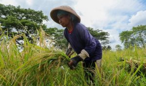 Kenaikan Harga Beras Dipicu Faktor Cuaca dan Rusaknya Akses Infrastruktur