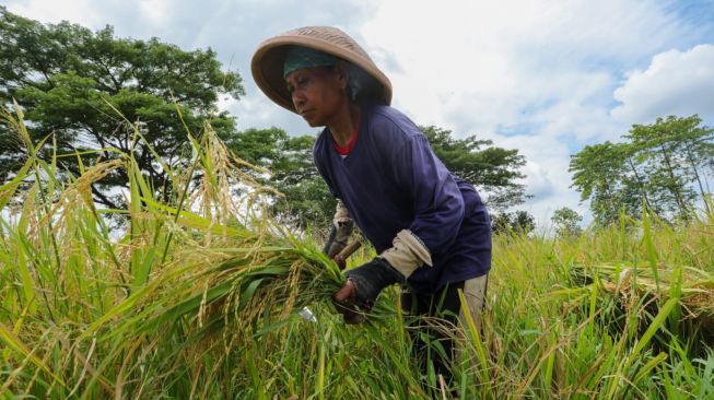 Kenaikan Harga Beras Dipicu Faktor Cuaca dan Rusaknya Akses Infrastruktur