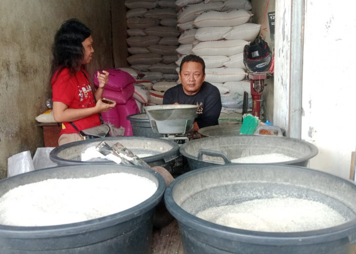 Naiknya Harga Gabah Picu Kelangkaan dan Kenaikan Harga Beras