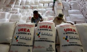 Pemerintah Naikkan Kuota Pupuk Bersubsidi Menjadi 9,55 Juta Ton di Tahun 2024