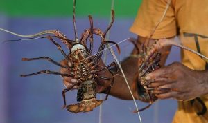 Potensi Budi Daya Lobster Berpotensi Menurun Akibat Perubahan Kebijakan Ekspor Benih Lobster