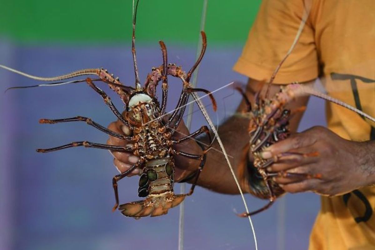 Potensi Budi Daya Lobster Berpotensi Menurun Akibat Perubahan Kebijakan Ekspor Benih Lobster