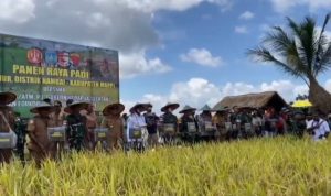Potensi Panen Raya Padi Diprediksi Mencapai Lebih dari 3,5 Juta Ton di Bulan Maret 2024