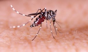 Himbau Warga Gencar Lakukan G1R1J untuk Cegah Kasus Dengue Meningkat