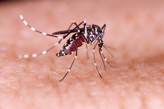 Himbau Warga Gencar Lakukan G1R1J untuk Cegah Kasus Dengue Meningkat