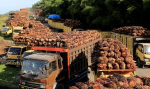 Industri Pengolahan Kelapa Sawit Sumbang 70% Ekspor Industri Makanan Indonesia