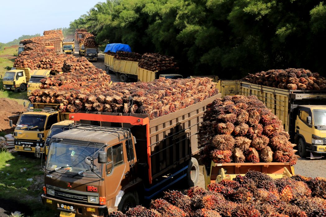 Industri Pengolahan Kelapa Sawit Sumbang 70% Ekspor Industri Makanan Indonesia