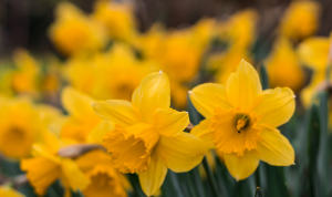 Kisah Bunga Daffodil