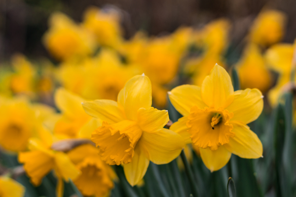 Kisah Bunga Daffodil