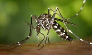 Kementerian Kesehatan Peringatkan Bahaya Cuaca Panas Terhadap Penyebaran Dengue