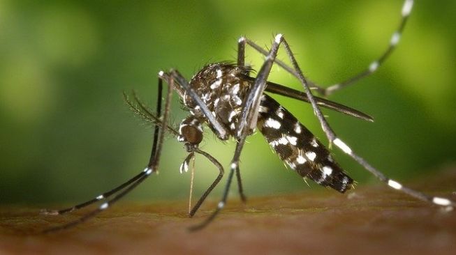 Kementerian Kesehatan Peringatkan Bahaya Cuaca Panas Terhadap Penyebaran Dengue
