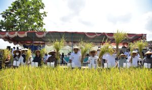 Pemerintah Dorong Diversifikasi Pangan untuk Kurangi Ketergantungan pada Beras