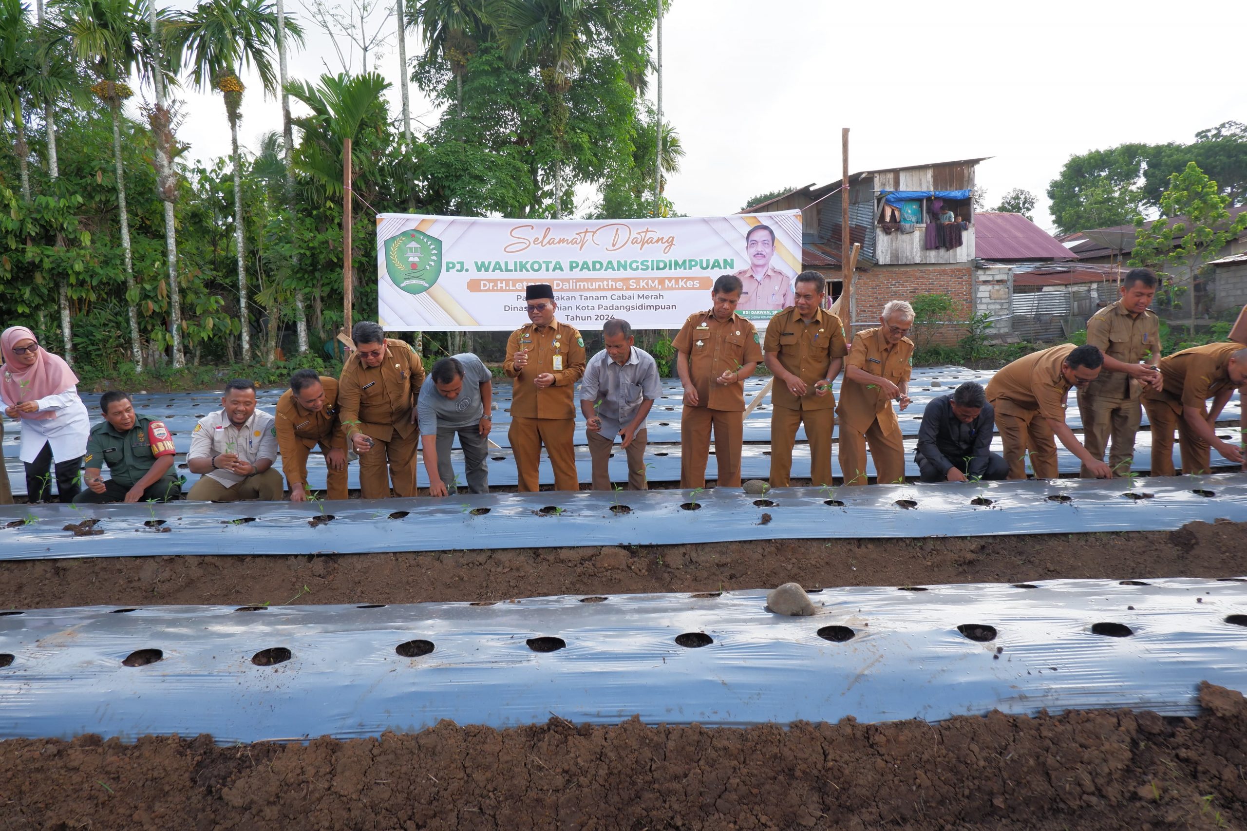 Pj Wali Kota Padangsidimpuan Letnan Dalimunthe saat mengikuti pertanaman Cabai Merah di Kelurahan Hutaimbaru Kecamatan Padangsidimpuan Hutaimbaru, Senin (22/4-24). Foto : BP/Ist