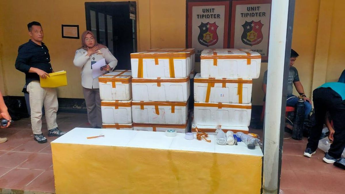 Polisi Amankan 30 Boks Benih Lobster Senilai Rp 14 Miliar yang Diduga Akan Diselundupkan ke Singapura
