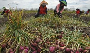 Lonjakan Harga Bawang Merah Pasca-Banjir: Petani Minta Stok Cadangan