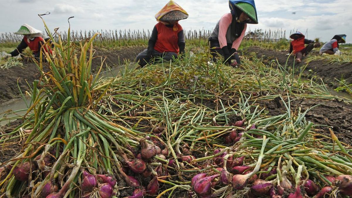 Lonjakan Harga Bawang Merah Pasca-Banjir: Petani Minta Stok Cadangan