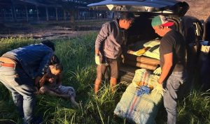 BNNP Sumbar Bekuk Oknum Polisi Padang Panjang, Diduga Bawa Ganja Milik Napi