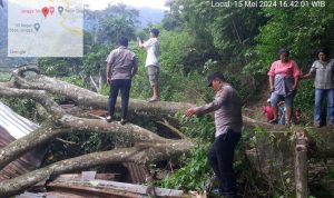 Rumah Warga di Toba Tertimpa Pohon Tumbang, Polisi Ikut Bantu Evakuasi