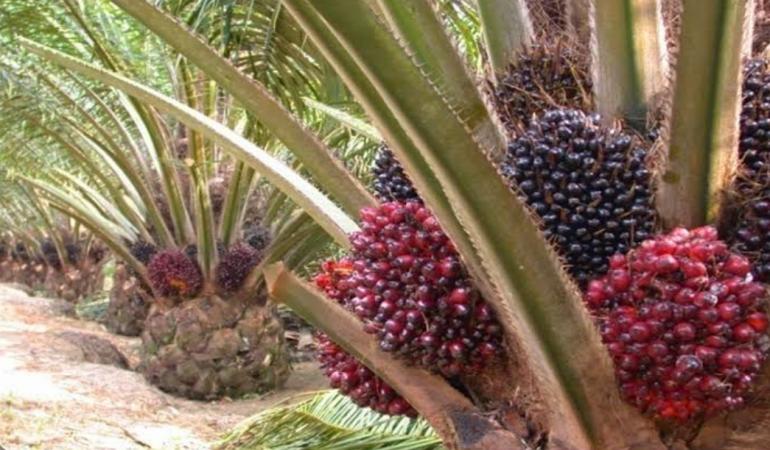 Penjarahan Sawit di Kalimantan Tengah Rugikan Petani Ratusan Juta Rupiah
