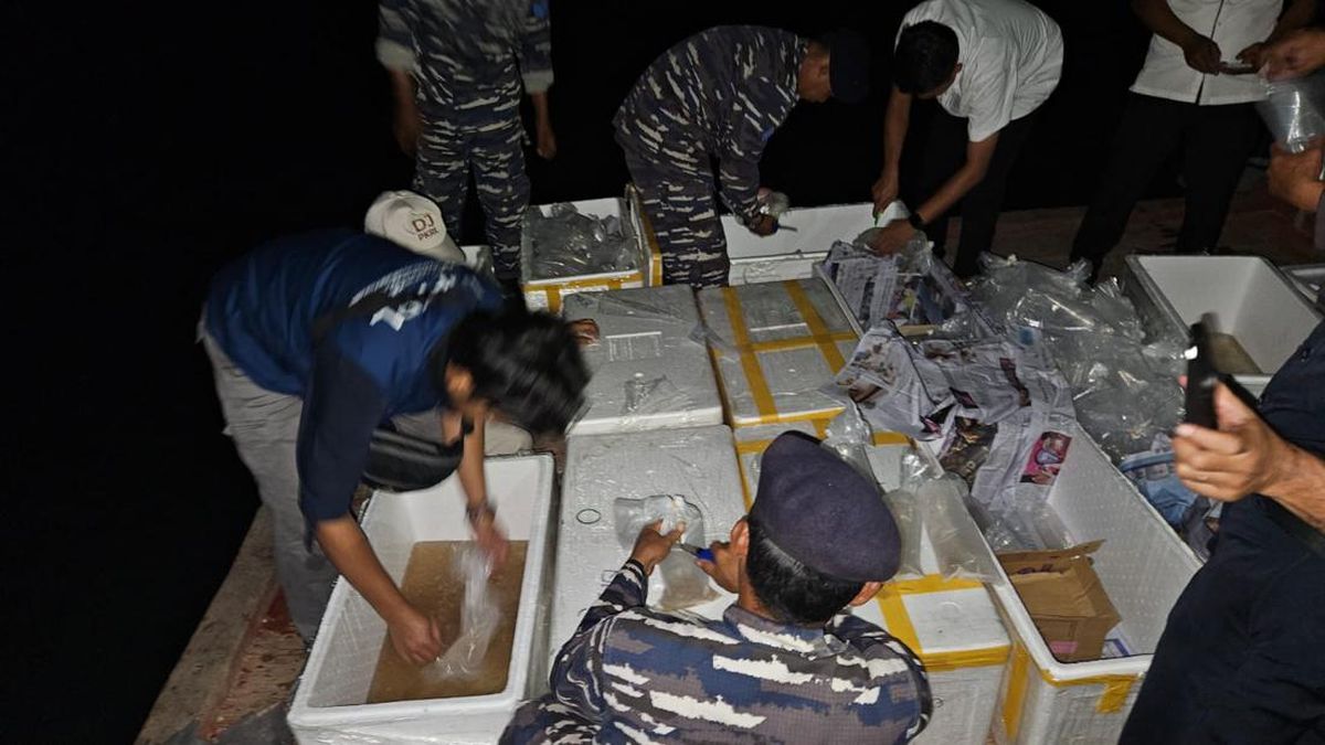 Polisi Gagalkan Penyelundupan Benih Lobster Senilai Rp 15,9 Miliar di Banyuasin