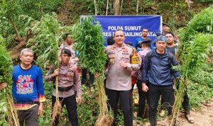 Polisi Temukan 1,5 Hektare Ladang Ganja di Madina