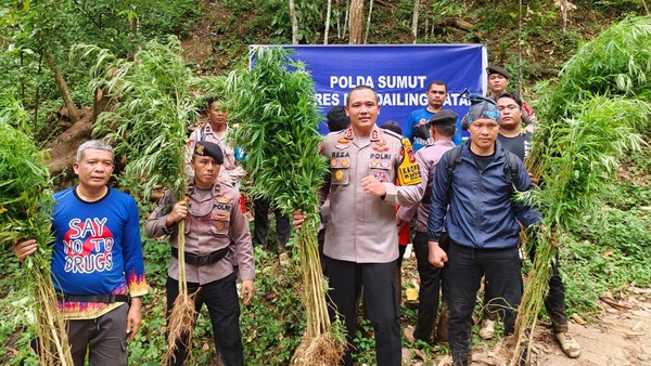 Polisi Temukan 1,5 Hektare Ladang Ganja di Madina